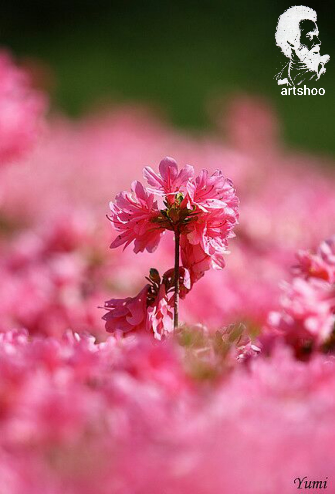 گل اورژینال رنگ روغن